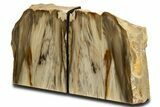 Tall Colorful Petrified Wood Bookends - Washington #338272-2